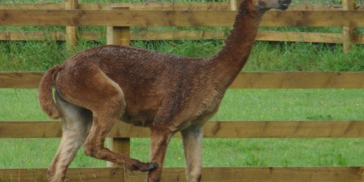 2011_07 Alnwick