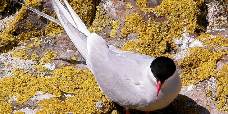 Arctic Tern, Farne Islands