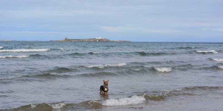 View of the Farne Islands from