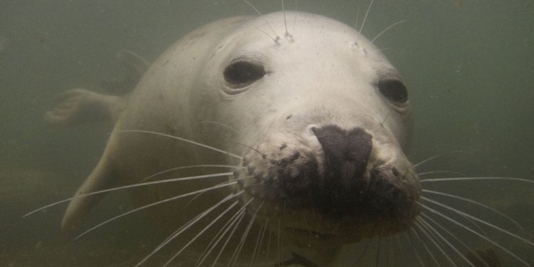 Seal in the Farnes Islands