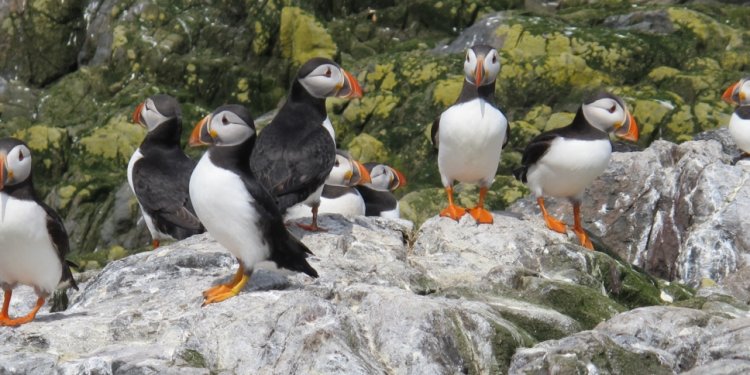 Farne Island Bed and Breakfast