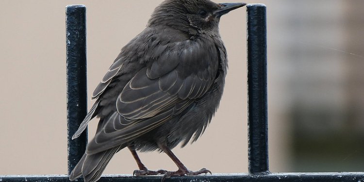 Juvenile Starling at the Bamburgh Castle Hotel, Seahouses