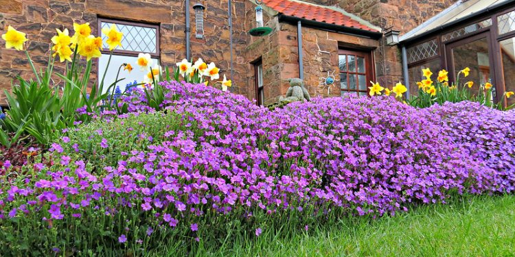 Spring Flowers at Fairfield Bed and Breakfast in Northumberland