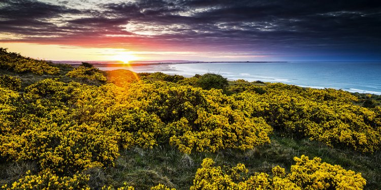 The Gorse on The Course