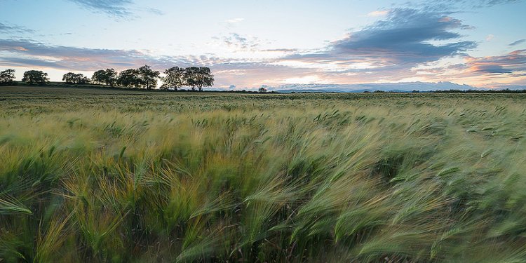 Wheat Movement