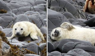 very first seal pup in Farne Islands