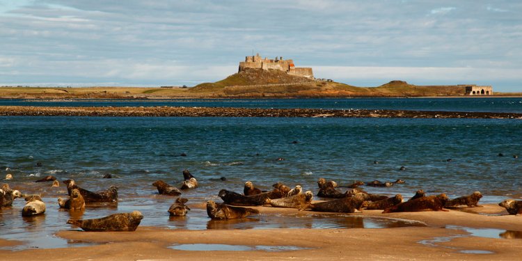 Holy Island seals