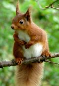 Red Squirrel © Barry Brough
