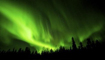 Northern lights over forest north lights over woodland