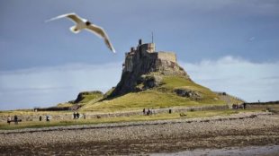 Seagull traveling at Lindisfarne Castle, Northumberland © Arnhel de Serra
