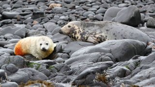Seal pup in Farne Islands