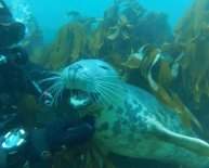 Diving Farne Islands