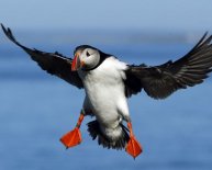 Farne Islands puffins