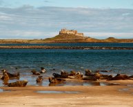 Holy Island seals