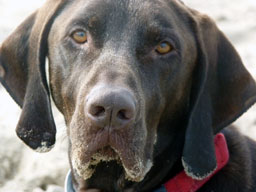 Our company is your pet dog friendly resort